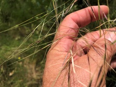 Austrostipa rudis