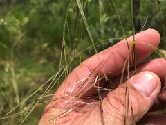 Austrostipa rudis