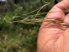 Austrostipa rudis