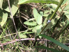 Austrostipa rudis