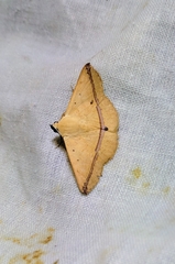 Armana nigraericta
