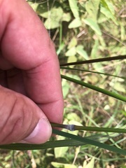Austrostipa rudis