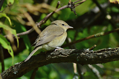 Garden Warbler photo 6