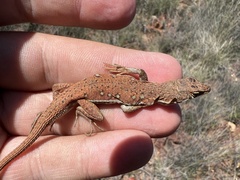 Pedioplanis lineoocellata