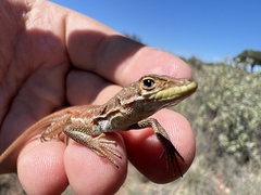 Pedioplanis lineoocellata