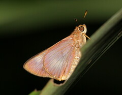 Cephrenes augiades