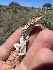 Pedioplanis lineoocellata