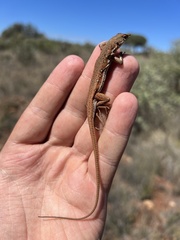 Pedioplanis lineoocellata