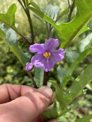Solanum laciniatum
