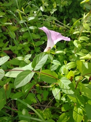 Calystegia sepium roseata x Silvatica disjuncta