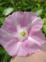 Calystegia sepium roseata x Silvatica disjuncta