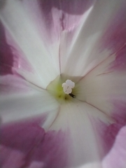 Calystegia sepium roseata x Silvatica disjuncta