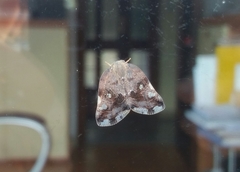 Ricania speculum
