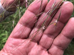 Austrostipa rudis