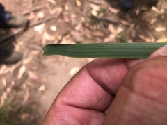 Austrostipa rudis