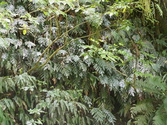 Blechnum colensoi