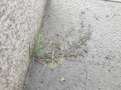 Eragrostis amabilis