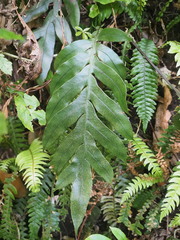 Blechnum colensoi