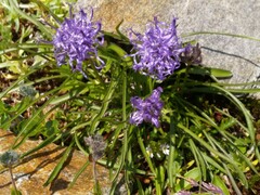 Phyteuma hemisphaericum