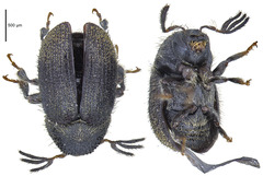 Phloeotribus scarabaeoides