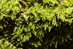 Thamnobryum alopecurum