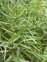 Urochloa