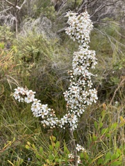 Leptospermum arachnoides
