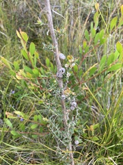 Leptospermum arachnoides