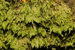 Thamnobryum alopecurum