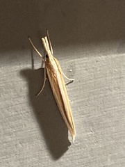 Orocrambus angustipennis