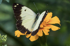 Belenois creona creona