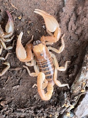 Opistophthalmus