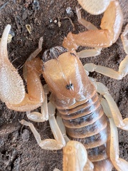 Opistophthalmus