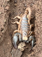 Opistophthalmus