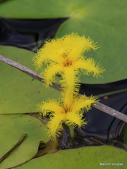 Nymphoides thunbergiana