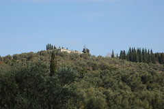 Cupressus sempervirens