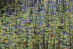 Nymphoides thunbergiana