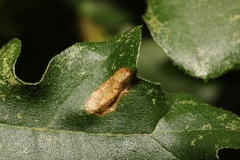 Phyllonorycter messaniella