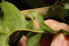 Phyllonorycter messaniella