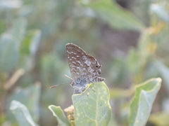 Theclinesthes serpentata