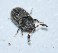 Phloeotribus scarabaeoides