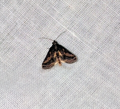 Lophoptera flavina