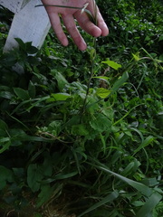 Convolvulaceae