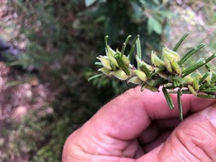 Pultenaea petiolaris