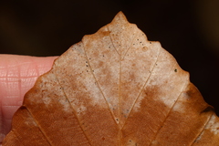 Erysipheae