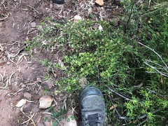 Pultenaea petiolaris