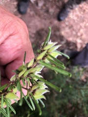 Pultenaea petiolaris