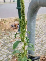 Amaranthus powellii
