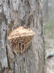 Hexagonia vesparia