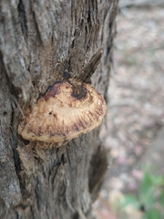 Hexagonia vesparia